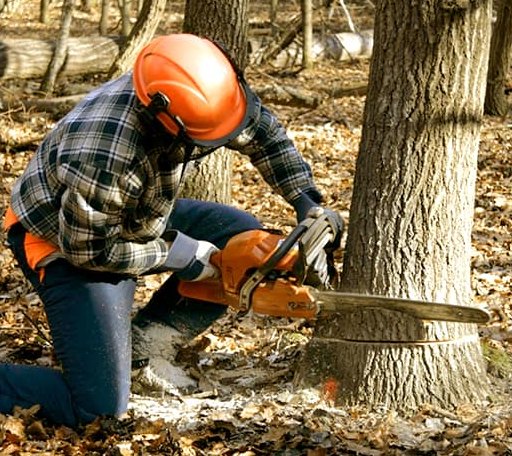 Tree Removal in Yorktown, IN